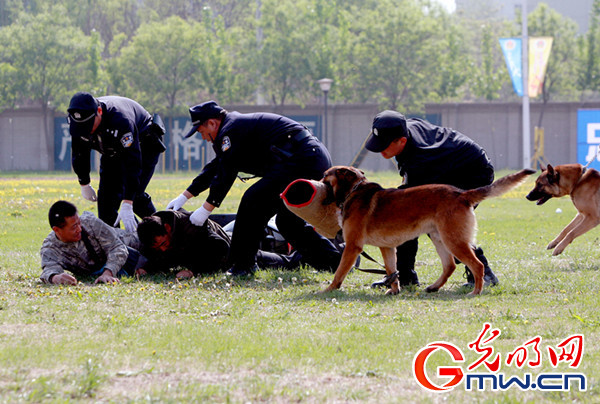 会抓坏人会做操警犬武艺大比拼