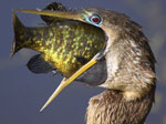 美洲蛇鳥活吞整條魚瞬間