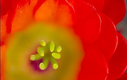 镜头下的美丽植物：展现绚丽色彩与奇妙图案[图]