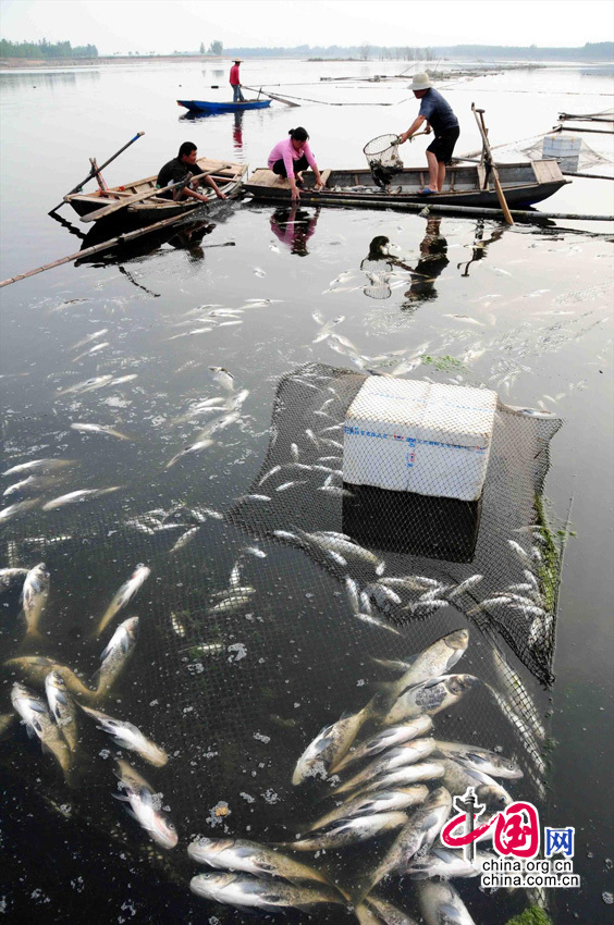 《养殖鱼大面积死亡》:5月8日,山东省临沂市郯城县发生网箱鱼大面积