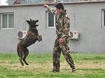 探访神秘的警犬训练基地