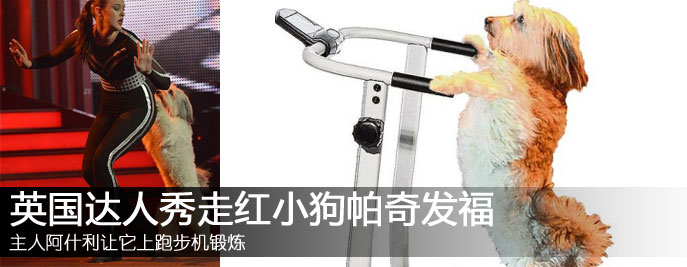 达人秀走红小狗吃甜食发福 跑步机上做运动
