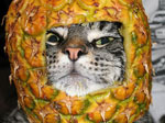 戴着果皮头盔的猫咪斗士