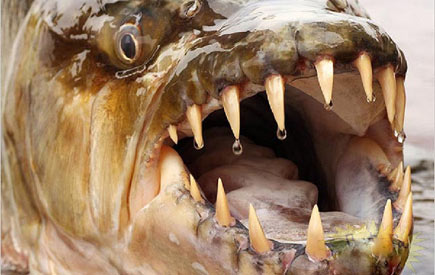 揭秘亚马逊水虎鱼：牙似剃刀杀伤速度惊人