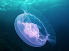 神秘的红海水母 绝美无比[组图]