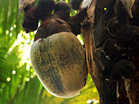 塞舌尔风情：丰富独特的动植物