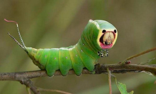 奇特昆虫酷似外星生物(图)