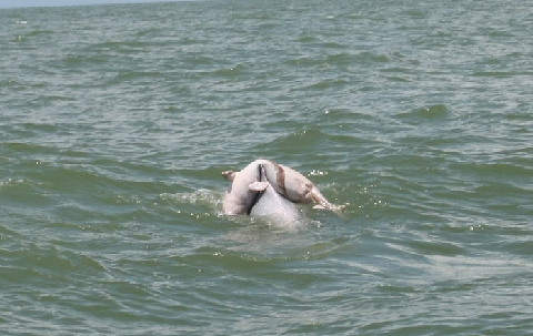 成年海豚背着死亡小海豚“回家”