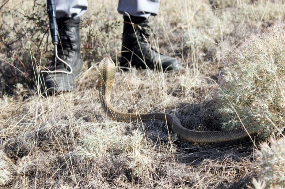 赤手捕毒蛇采毒液全过程