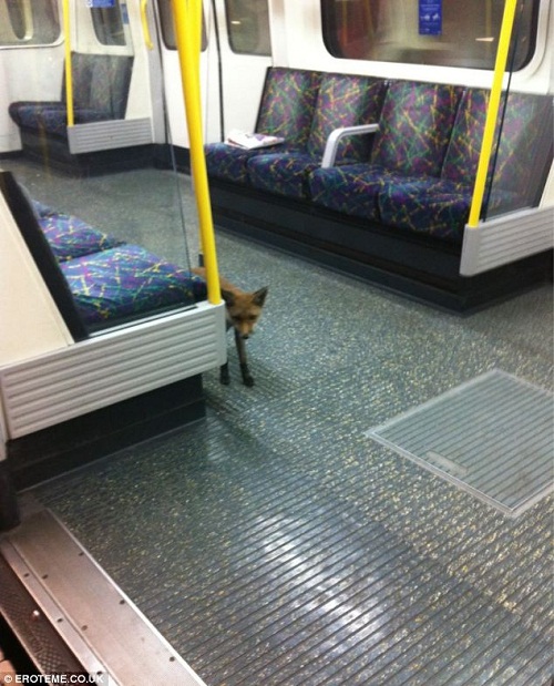 机灵小狐狸溜进伦敦地铁当乘客 网友吐槽(组图)