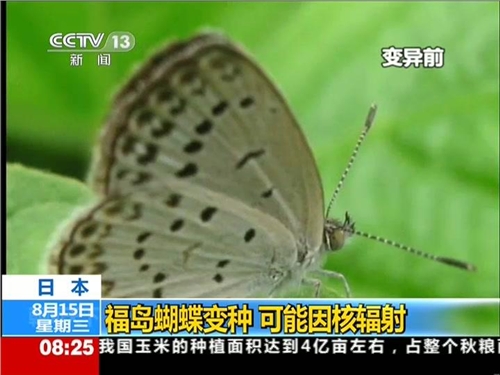 日本福岛蝴蝶变种 可能因核辐射