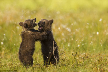 这这些活泼可爱的棕熊幼崽充满活力，在森林里爬上爬下，时而打斗嬉闹，时而练练 拳击 ，时而俏皮地模仿妈妈后腿站立，警惕地观察周围动静，以便更好地与突然出现的雄性棕熊 战斗 。摄影师 Jules Cox