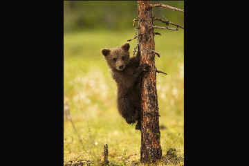 这些活泼可爱的棕熊幼崽充满活力，在森林里爬上爬下，时而打斗嬉闹，时而练练 拳击 ，时而俏皮地模仿妈妈后腿站立，警惕地观察周围动静，以便更好地与突然出现的雄性棕熊 战斗 。摄影师 Jules Cox