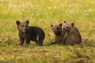 这些活泼可爱的棕熊幼崽充满活力，在森林里爬上爬下，时而打斗嬉闹，时而练练 拳击 ，时而俏皮地模仿妈妈后腿站立，警惕地观察周围动静，以便更好地与突然出现的雄性棕熊 战斗 。摄影师 Jules Cox