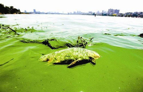 实习生周颜佳)昨日,不少游客反映称,武汉东湖官桥湖水域爆发蓝藻水华