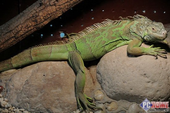 一样的身材不一样的魅力 尼康j2评测