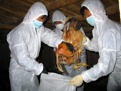 广东发生家禽H5N1亚型高致病性禽流感疫情