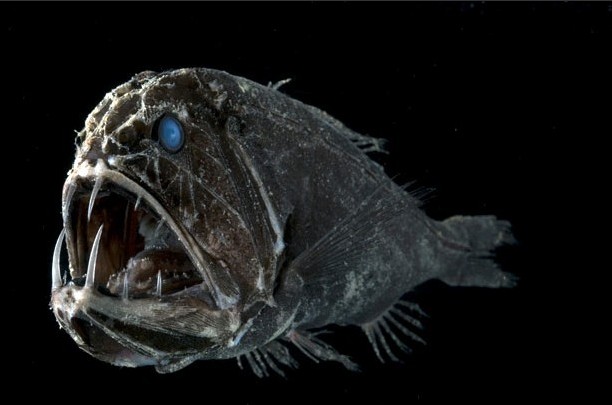 探秘深海生物百态食人魔鱼面相恐怖