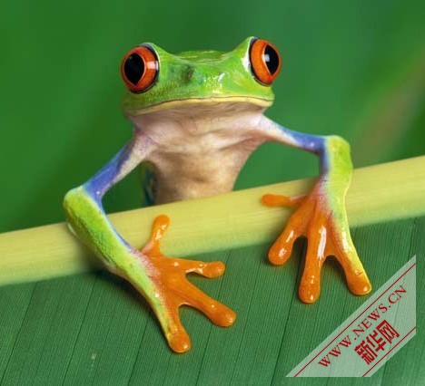 彩色狗年收入(3)