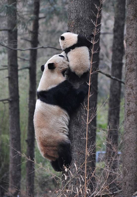 大熊猫高高自己回来图片