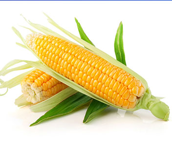 固原引進旱作玉米新品種