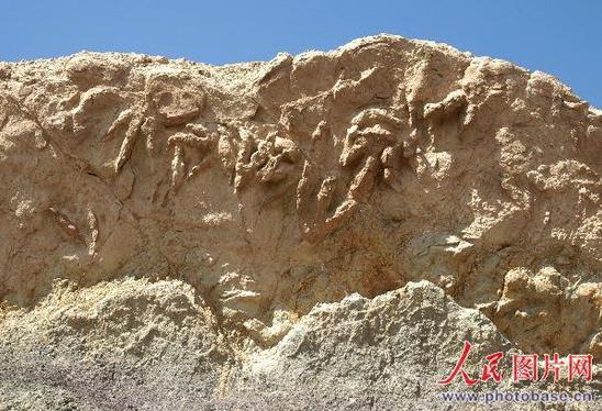 新疆吐魯番地區鄯善縣發現了我國迄今最大的侏羅紀恐龍化石