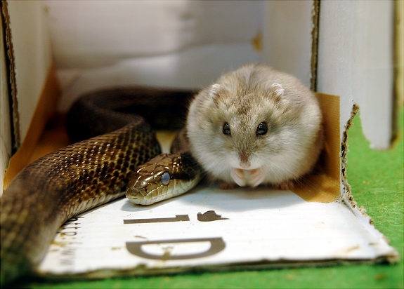 人本身就是高級動物,除了人類,其他不同種類的動物也有可能成為好朋友