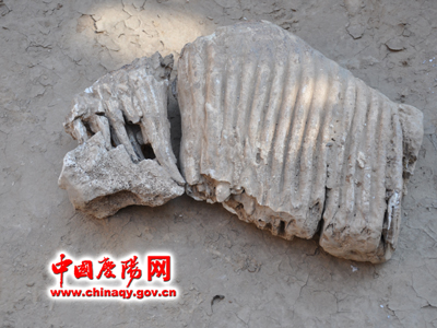 华池县发现古象化石 