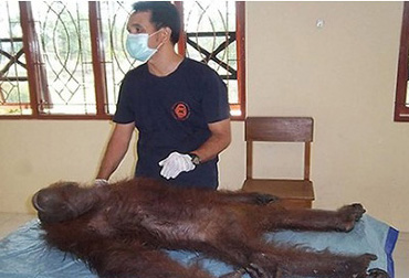 印尼一红毛大猩猩身中100多枪后幸存