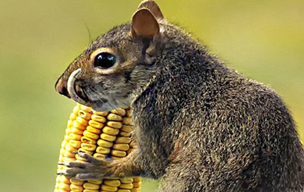 可怜小松鼠长“象牙”难进食