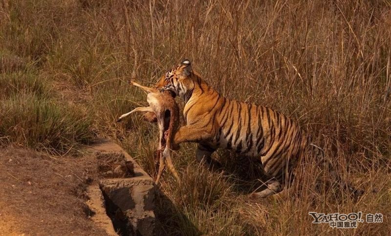 野生老虎捕猎惊险瞬间