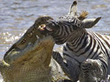 斑马过河被鳄鱼撕扯吞食仅剩外皮[组图]