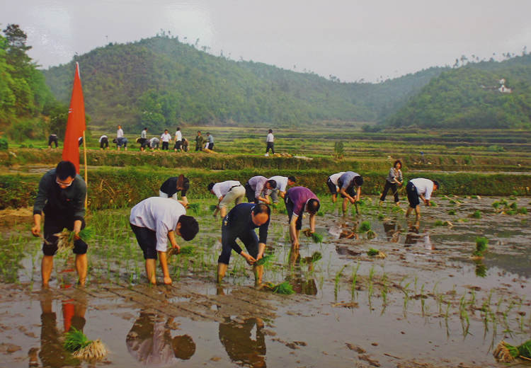 党的建设：图为江西万年县县委机关干部在帮助群众栽插早稻
