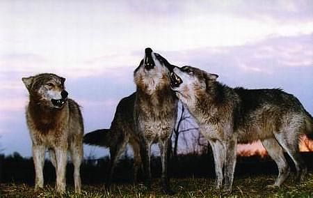 内蒙古狼马大战 夜视仪拍下惊险一幕