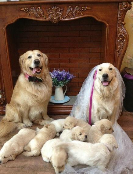 狗狗浪漫婚礼,看金毛一家的幸福生活!