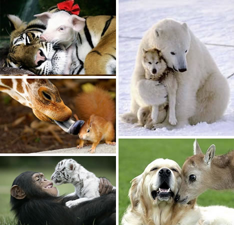 动物跨界友情羡煞旁人(图)