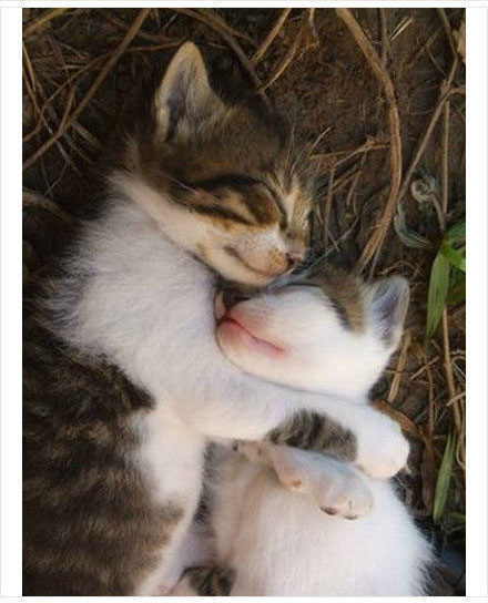 强吻的表情包 猫图片
