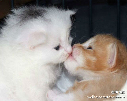 好温柔的猫咪之吻 瞬间就能把你萌化
