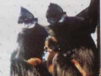 黑叶猴