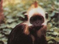 黑叶猴的白头叶猴亚种 