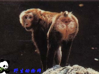 豚尾猴
