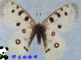 阿波罗绢蝶