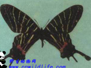 三尾褐凤蝶
