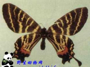 双尾褐凤蝶