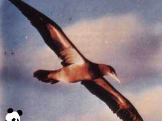 褐鲣鸟