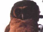 褐林鸮