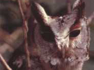 領角鸮