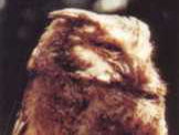黄嘴角鸮