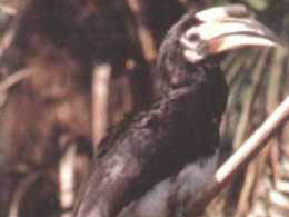冠斑犀鸟