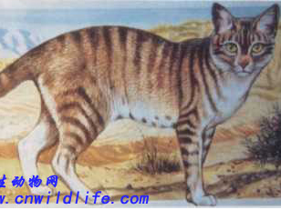 草原斑猫